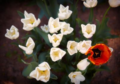 Прикрепленное изображение: IMG_4486 инет.jpg